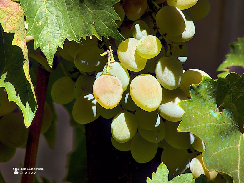 w-Struguri-Grapes 03 - FRUCTE-FRUITS