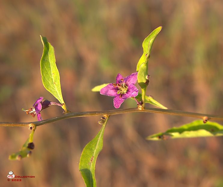 w-Floare de Goji-Goji Flower - FLORI - FLOWERS