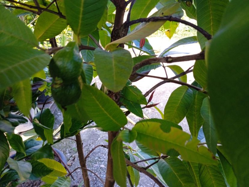Fructe guavă albă - Plante 2022