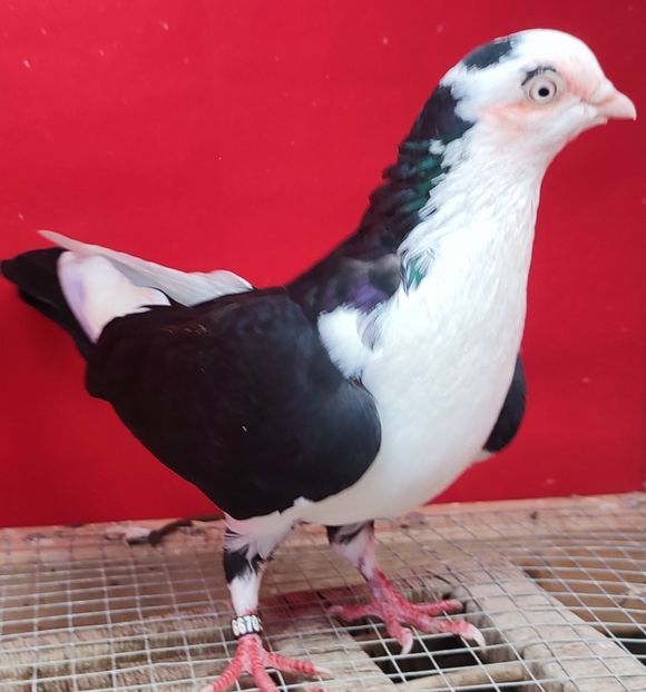  - Porumbei care mi-au aparținut 2