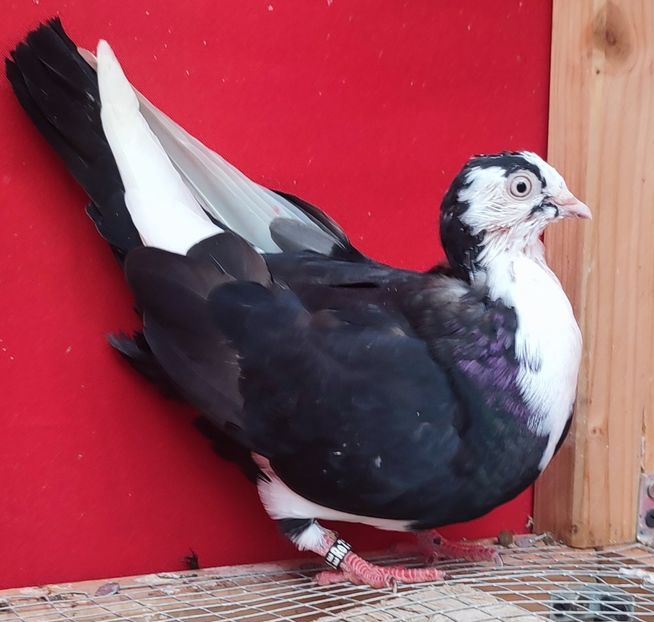  - Porumbei care mi-au aparținut 2