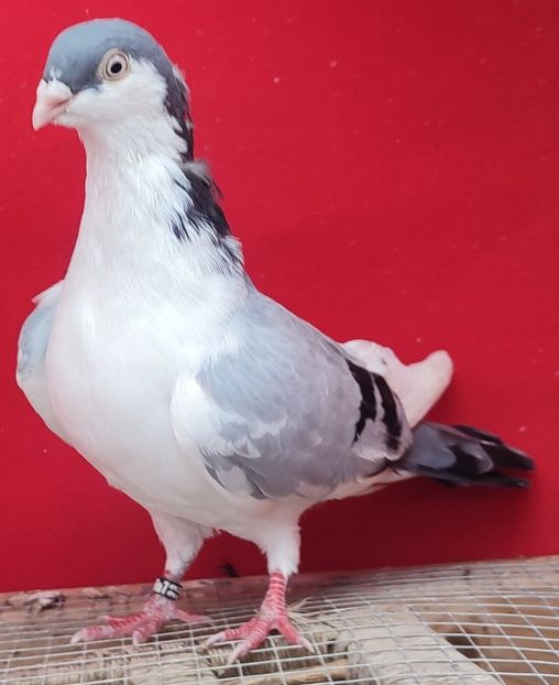  - Porumbei care mi-au aparținut 2