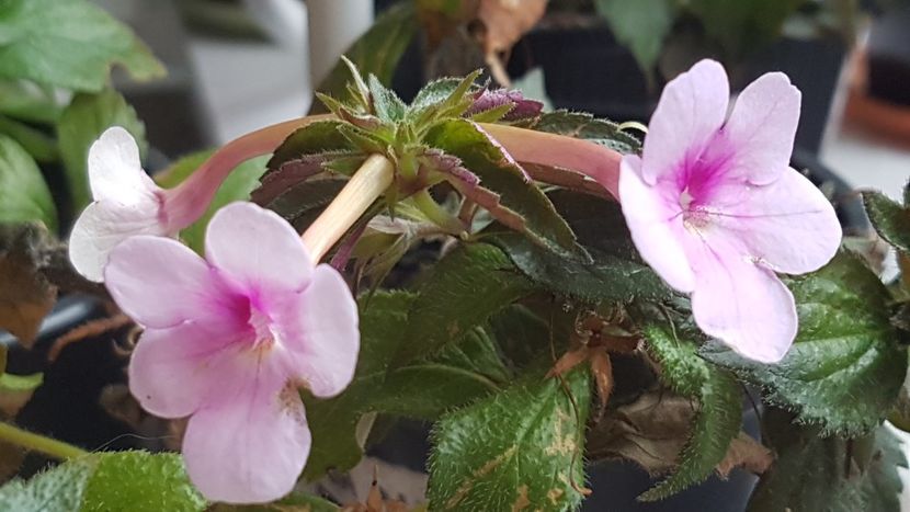 Firul ratacit in ghiveciul cu Odesa Blue - Peach Blossom p
