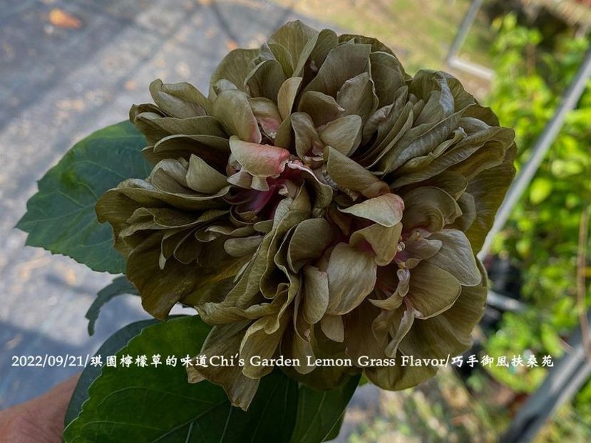  - Chis Garden Lemon Grass Flavor