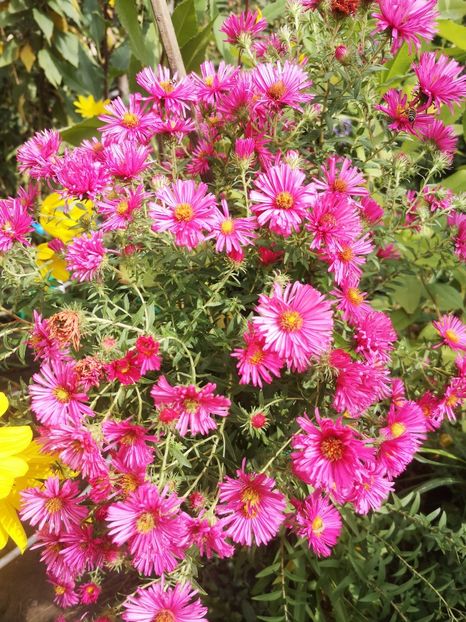 Aster Alma Potschke - Gradina flori 2025