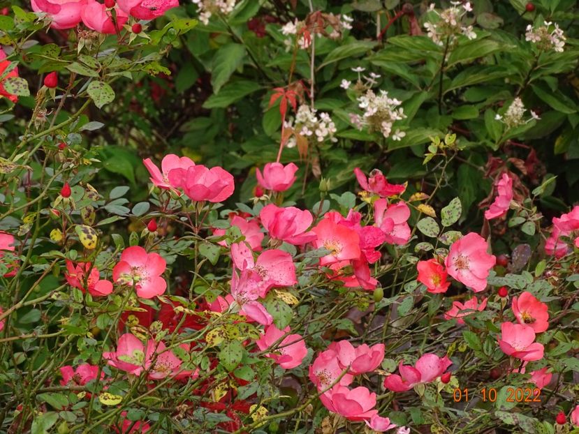 - Trandafiri 2022 4