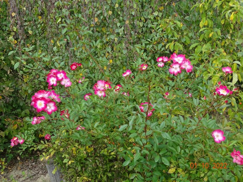  - Trandafiri 2022 4