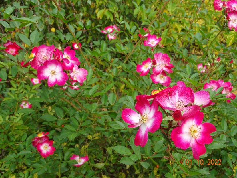  - Trandafiri 2022 4