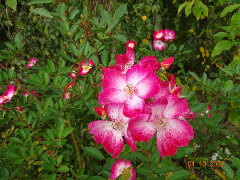  - Trandafiri 2022 4