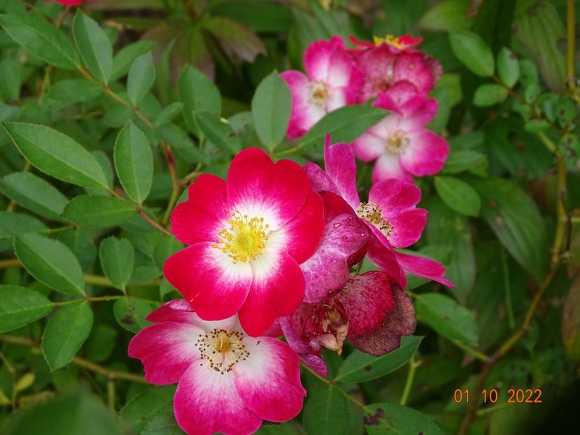  - Trandafiri 2022 4