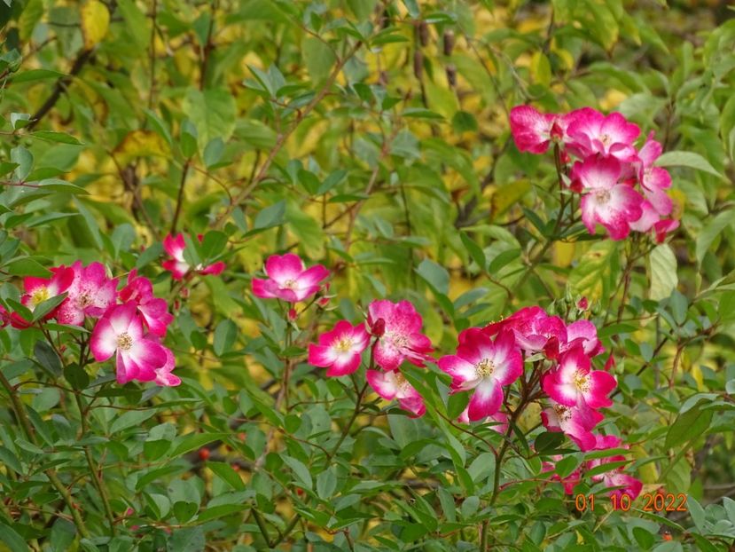  - Trandafiri 2022 4