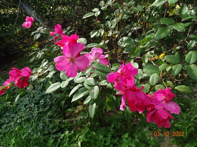  - Trandafiri 2022 4