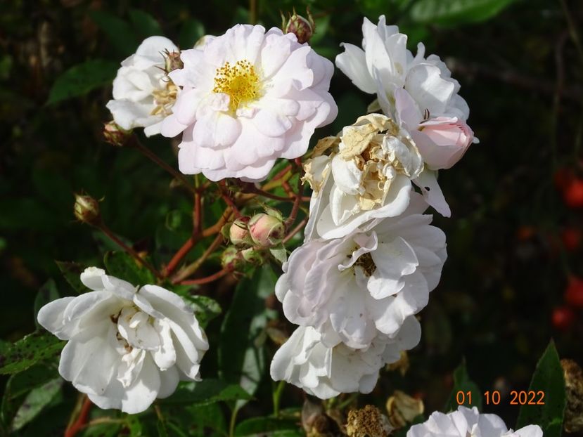  - Trandafiri 2022 4
