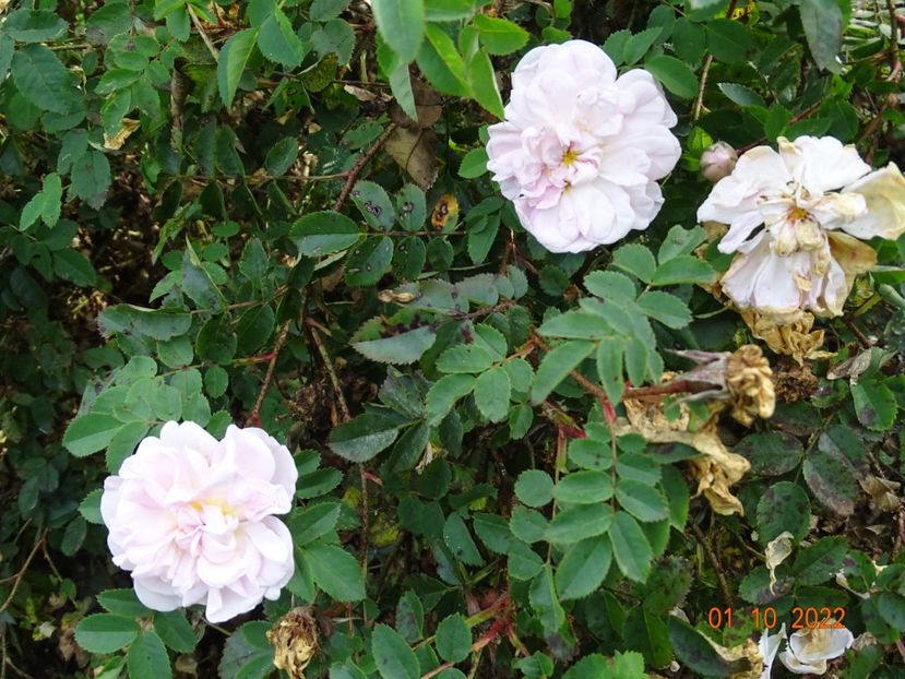  - Trandafiri 2022 4