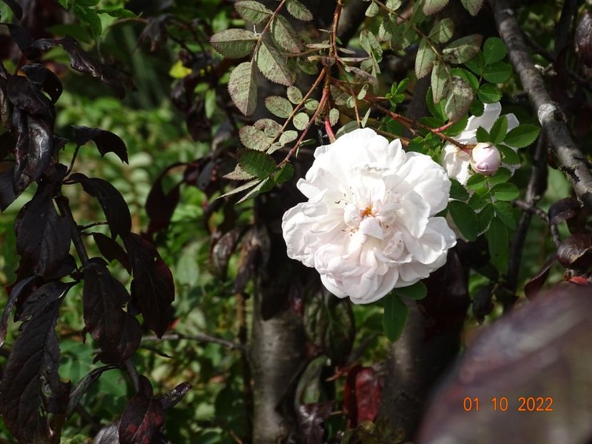  - Trandafiri 2022 4