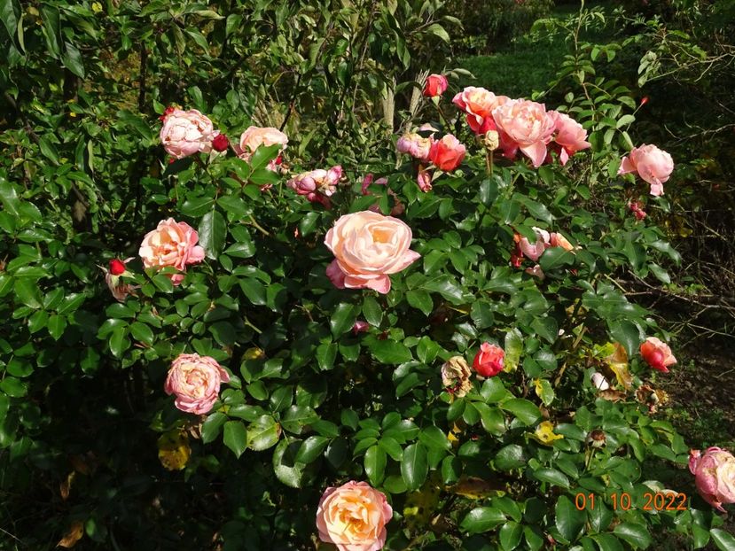  - Trandafiri 2022 4