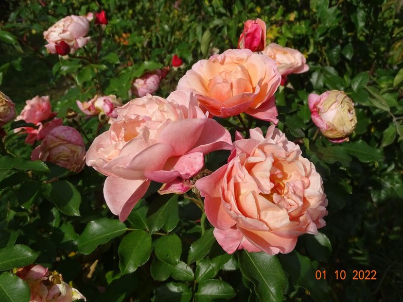  - Trandafiri 2022 4