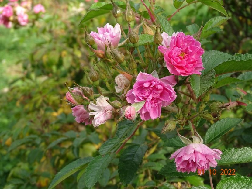  - Trandafiri 2022 4