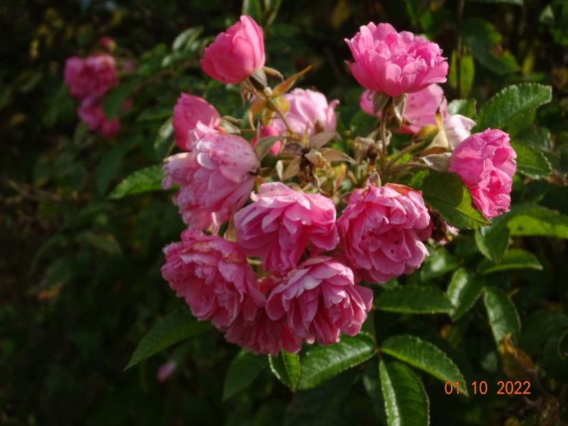  - Trandafiri 2022 4