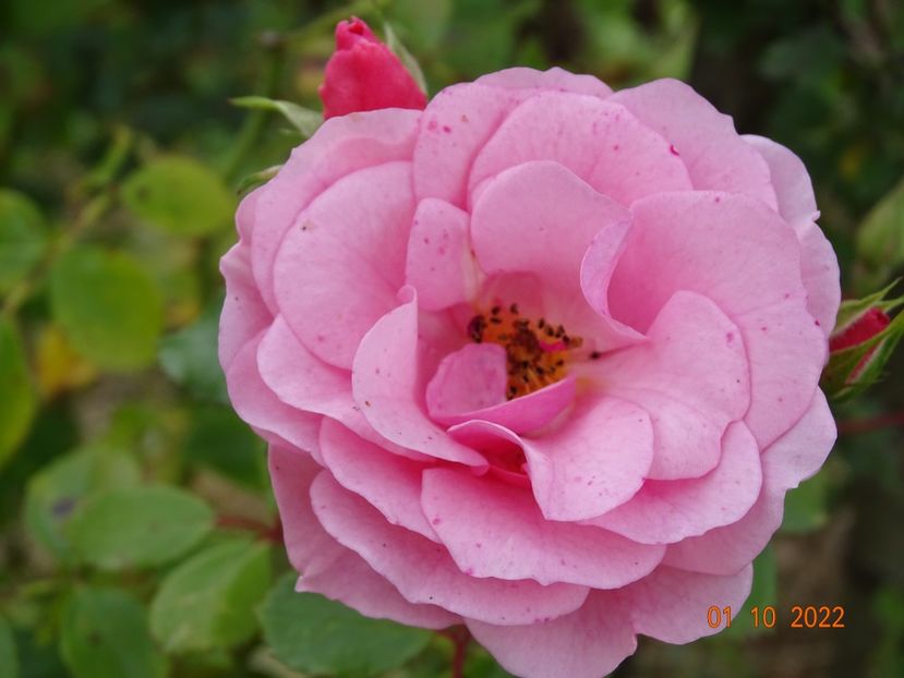  - Trandafiri 2022 4
