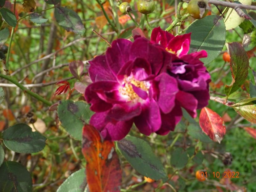  - Trandafiri 2022 4