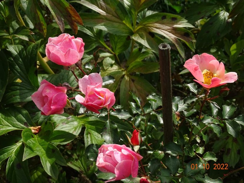  - Trandafiri 2022 4