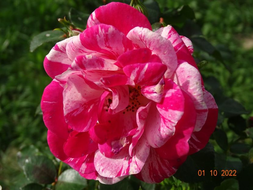  - Trandafiri 2022 4