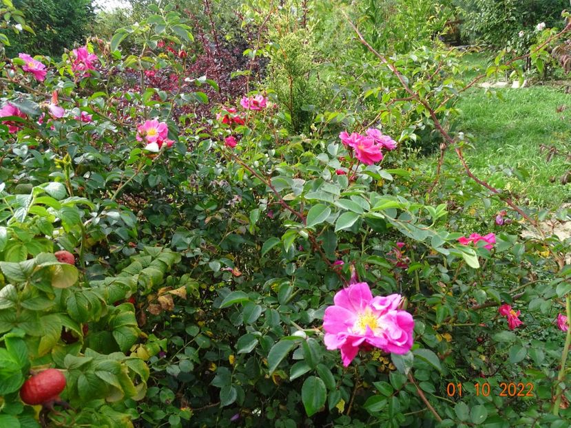  - Trandafiri 2022 4
