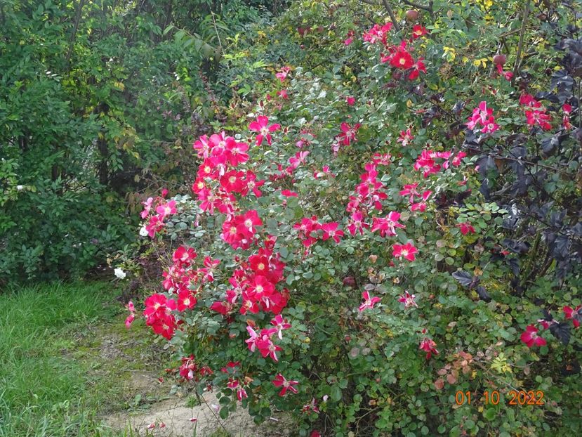 - Trandafiri 2022 4