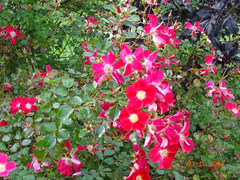  - Trandafiri 2022 4