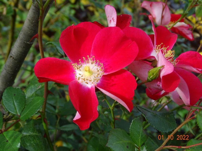  - Trandafiri 2022 4