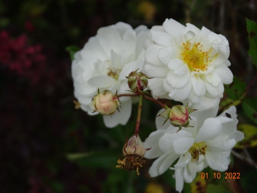  - Trandafiri 2022 4