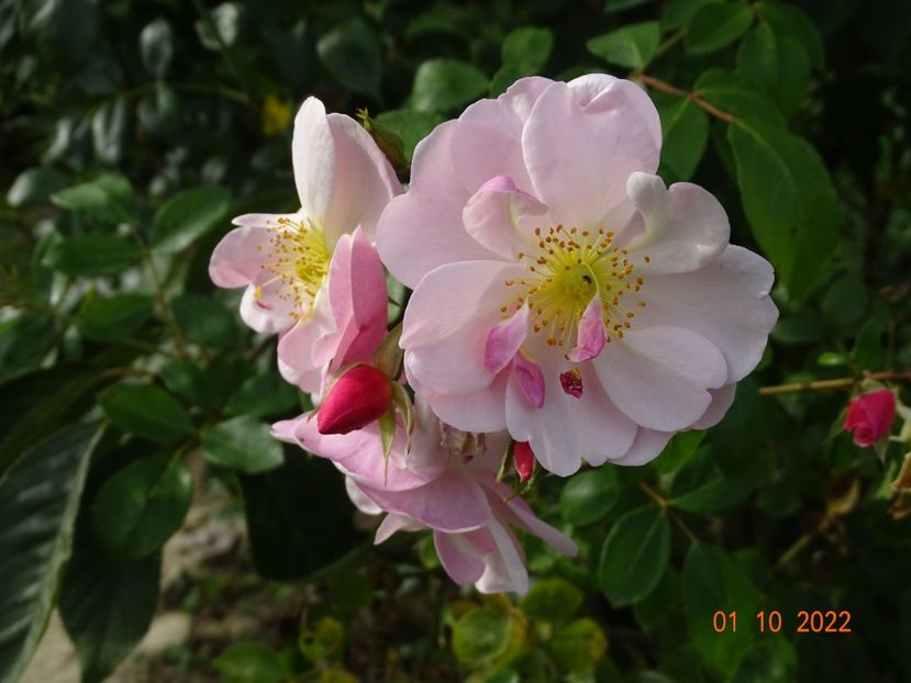  - Trandafiri 2022 4
