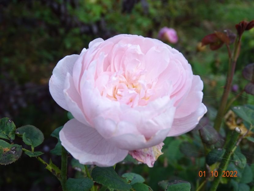  - Trandafiri 2022 4