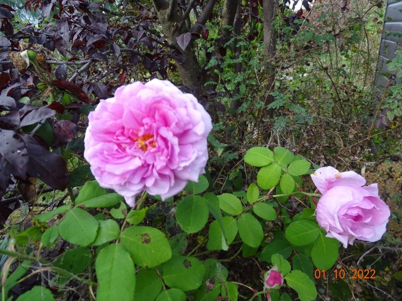  - Trandafiri 2022 4