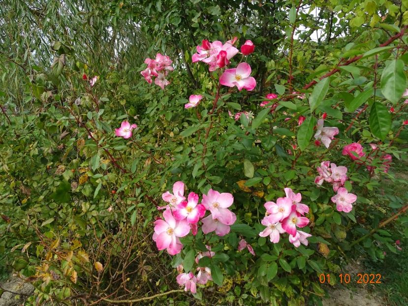  - Trandafiri 2022 4