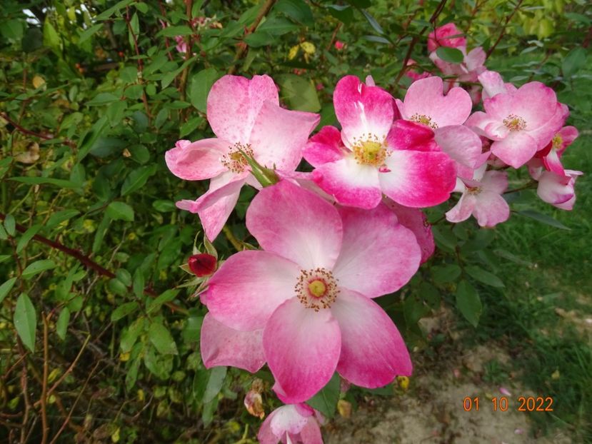  - Trandafiri 2022 4