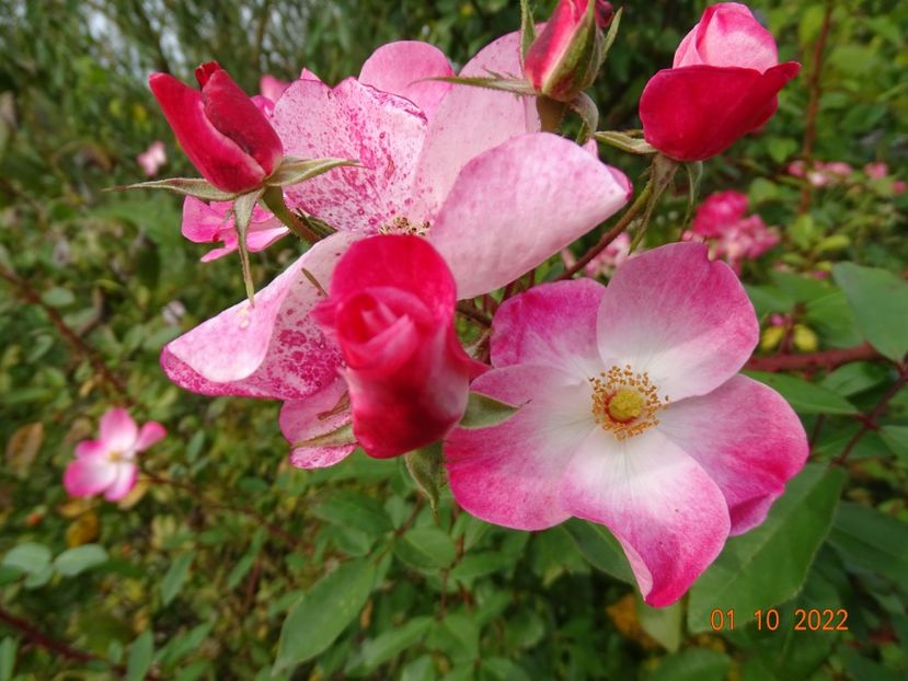  - Trandafiri 2022 4