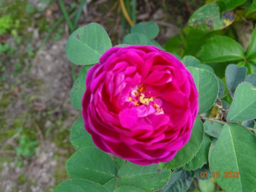  - Trandafiri 2022 4