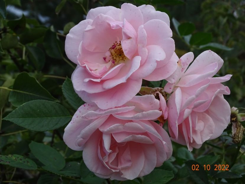  - Trandafiri 2022 4