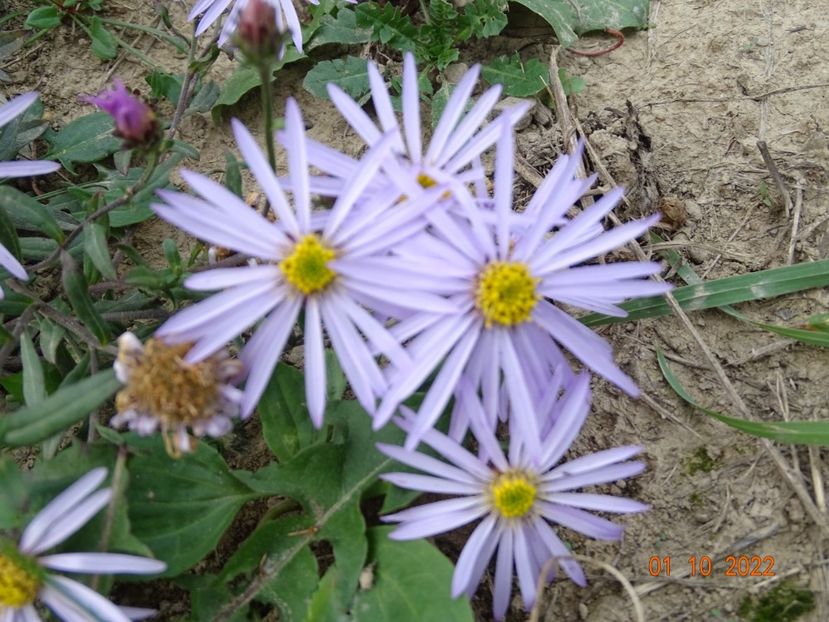 aster pyrenaeus Lutetia - Dobarland 2022 5