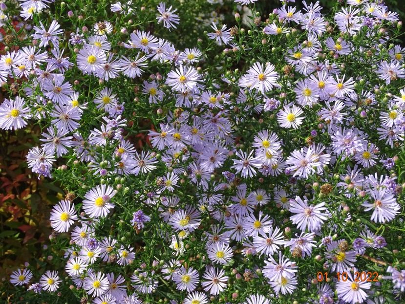 spontan - Dobarland 2022 5