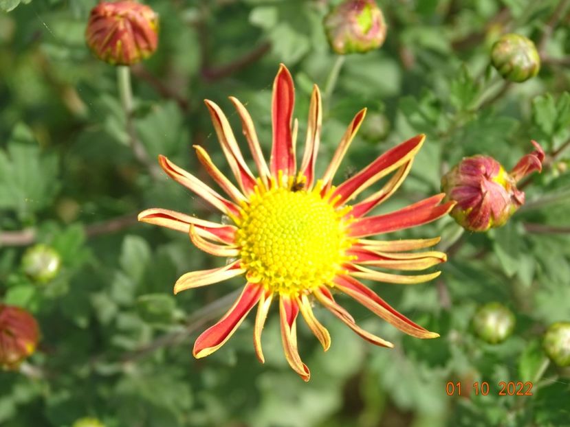 chrysanthemum Cottage Apricot - Dobarland 2022 5