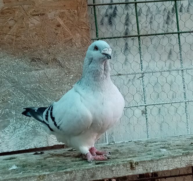 M 2021 - Masculi azur 2022