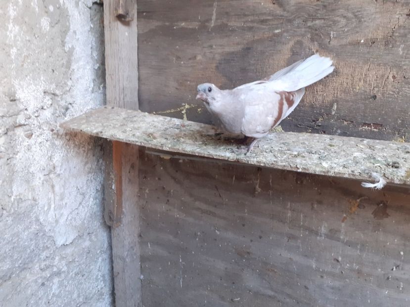  - 1-Argintiu Romanesc