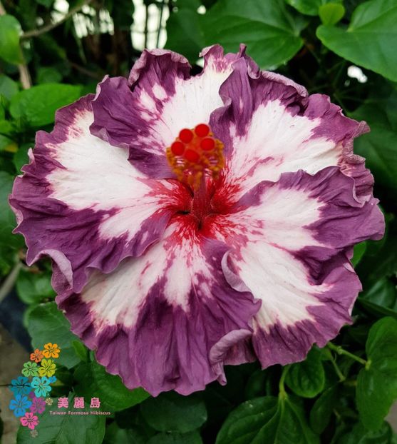  - Bo Den Love In Aurora