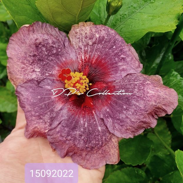  - DPs Purple Phoenix