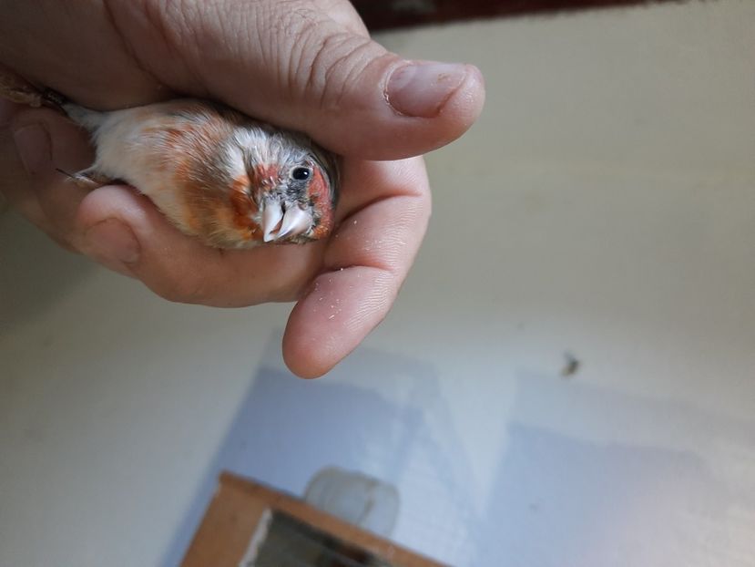  - Bastarzi sticlete 2022