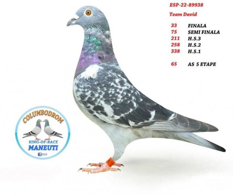 ESP  22 - 89938 -Col.Maneuti(vândut 325 RON) - Porumbei columbodroame