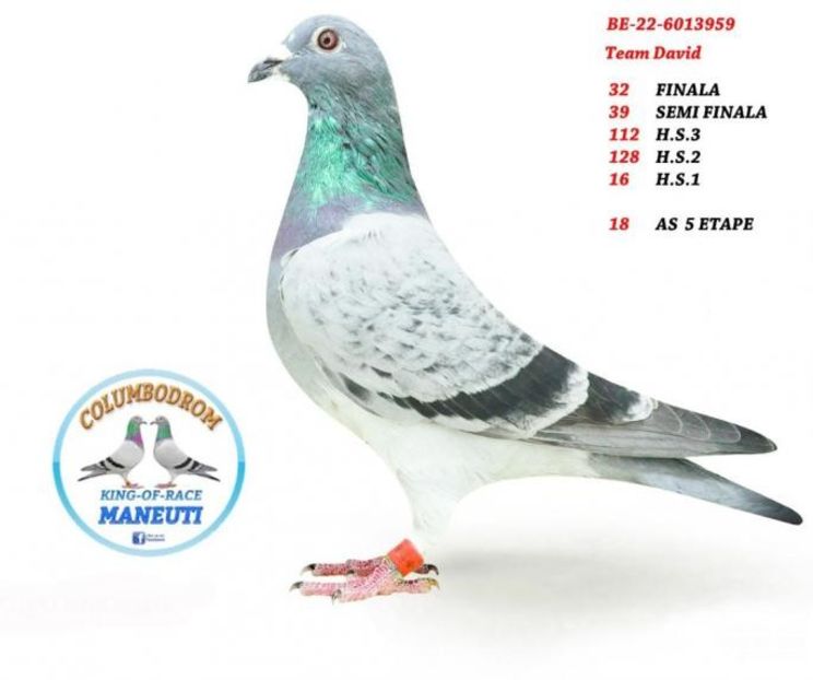 BE  22 - 6013959 -Col.Maneuti(vândut 1000 RON) - Porumbei columbodroame